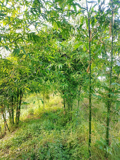 अर्बौं रुपैयाँको हरित उद्योग बन्न सक्छ बाँस
