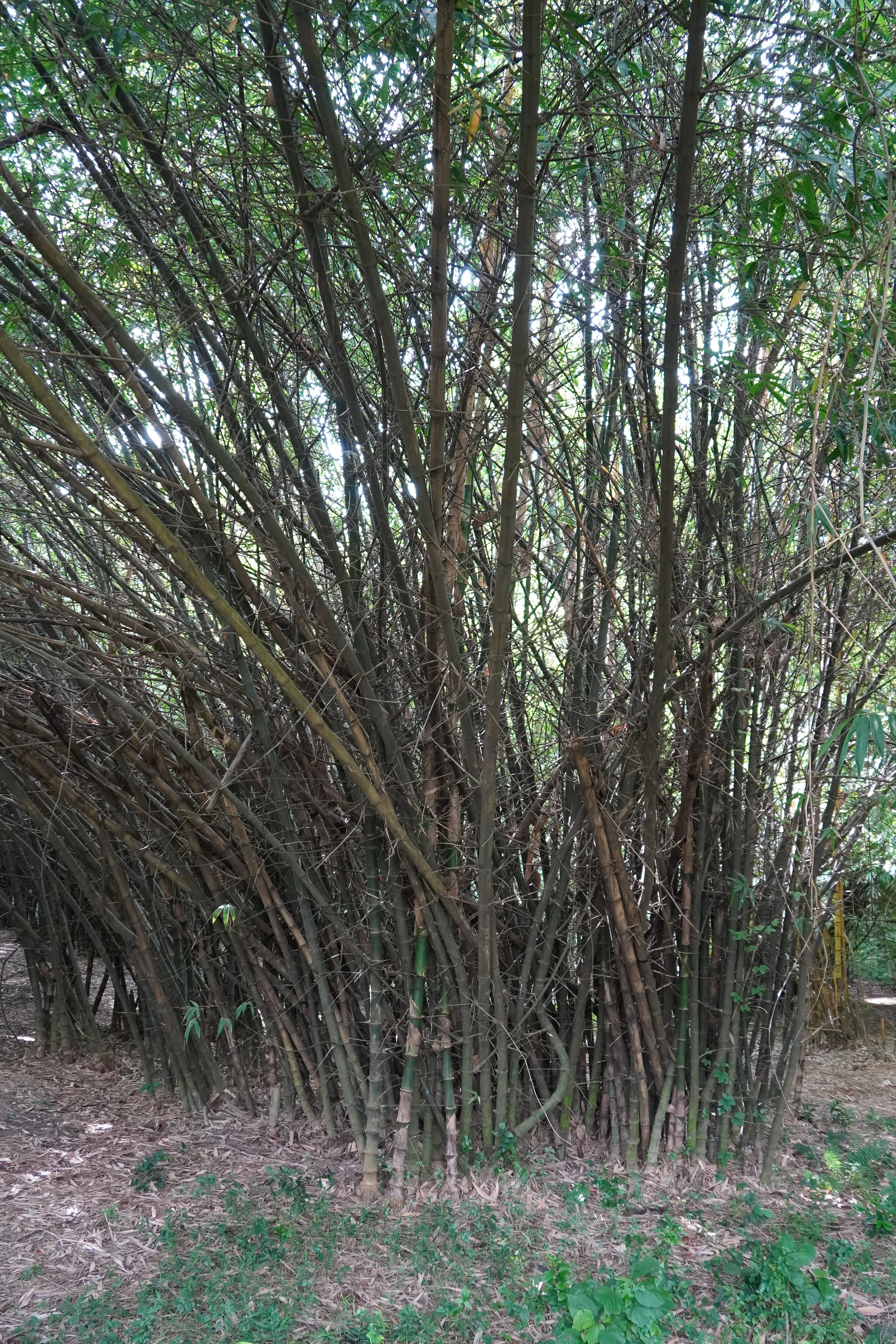 झाप्टा बाँस