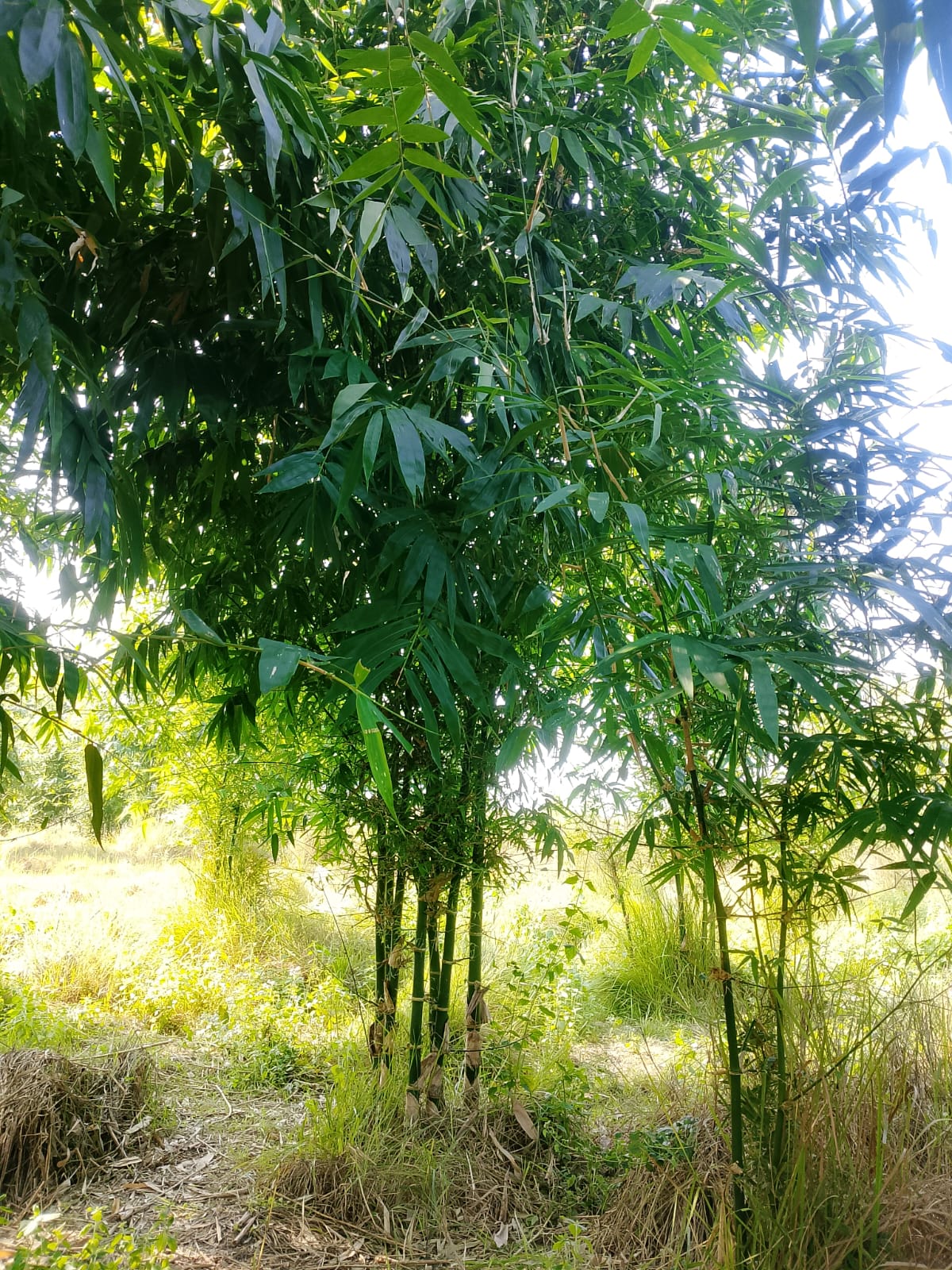 प्राकृतिक सौन्दर्य र दिगोपन